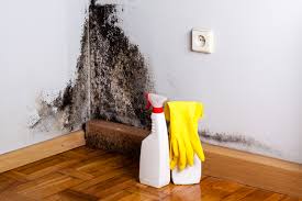 Why You Should Choose Our Mold Remediation Services in Placeholder9